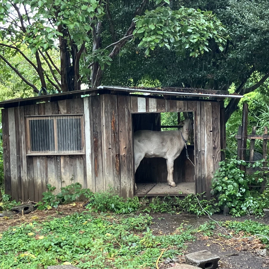 根岸村のヤギ小屋